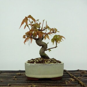 ~ gt  12cm ݂ Acer palmatum ~W JGf t ӏܗp Ϗܗp i i 