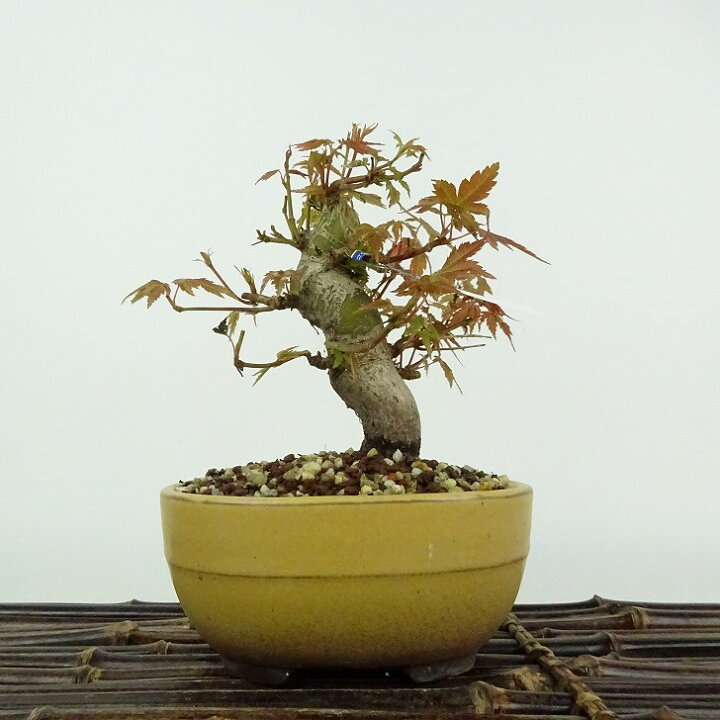 楽天市場】盆栽 紅葉 樹高 約11cm もみじ Acer palmatum モミジ カエデ 