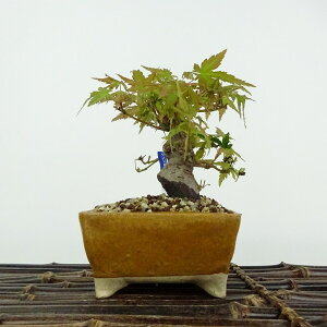 ~ gt  10cm ݂ Acer palmatum ~W JGf t ӏܗp Ϗܗp i i 