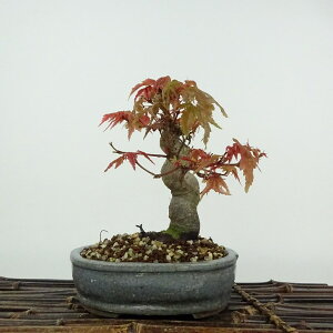 ~ gt  14cm ݂ Acer palmatum ~W JGf t ӏܗp Ϗܗp i i 