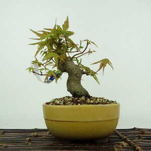 ~ gt  13cm ݂ Acer palmatum ~W JGf t ӏܗp Ϗܗp i i 