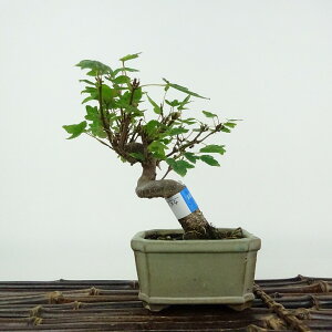 ~   12cm  Acer JGf gt JGf t ӏܗp Ϗܗp i i 