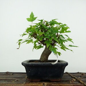 ~   13cm  Acer JGf gt JGf t ӏܗp Ϗܗp i i