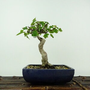 ~   16cm  Acer JGf gt JGf t ӏܗp Ϗܗp i i 