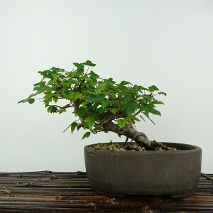 ~   14cm  Acer JGf gt JGf t ӏܗp Ϗܗp i i 