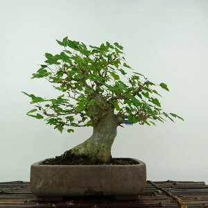 ~   21cm  Acer JGf gt JGf t ӏܗp Ϗܗp i 