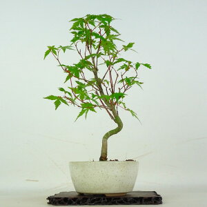 �~�� �g�t �r�� ���� ��24.5cm ���݂� Acer palmatum ���~�W �J�G�f�� ���t�� �ӏ� �Ϗܗp ���i ��������