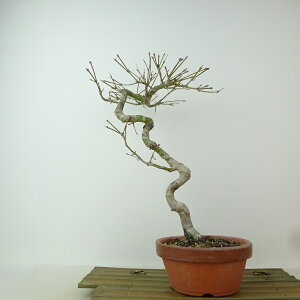 ~ gt  29cm ݂ Acer palmatum ~W JGf t Ϗܗp i 