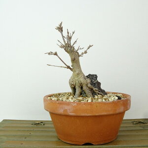 ~   10cm  Acer JGf Εt gt JGf t Ϗܗp i i 