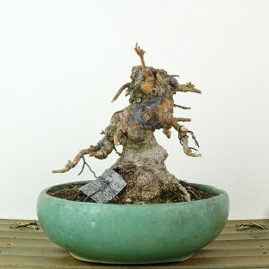 ~   10cm  Acer JGf gt JGf t Ϗܗp i i