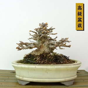 ~   9cm  ~ Acer JGf gt JGf t Ϗܗp i i