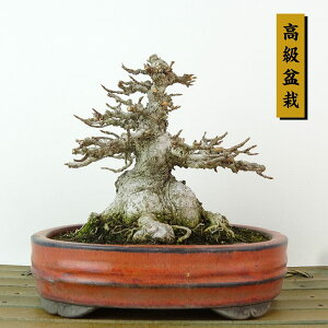 ~   11cm  ~ Acer JGf gt JGf t Ϗܗp i i