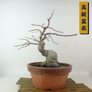 ~ gt   28cm ݂ ~ Acer palmatum ~W JGf t Ϗܗp i