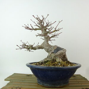 ~ gt  17cm ݂ Acer palmatum ~W JGf t Ϗܗp i i
