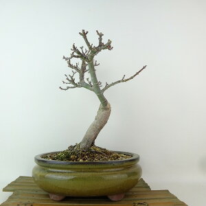 ~ gt q  25cm ݂ Acer palmatum ~W VVKV JGf t Ϗܗp i 