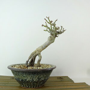 ~ gt q  15cm ݂ Acer palmatum ~W VVKV  JGf t Ϗܗp i i 