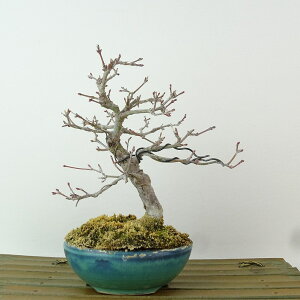 ~ gt  15cm ݂ Acer palmatum ~W JGf t Ϗܗp i i 