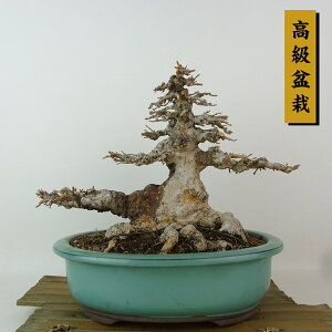 ~   19cm  ~ Acer JGf gt JGf t Ϗܗp i i