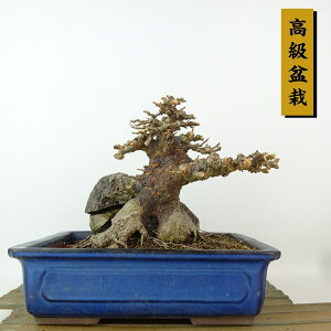 ~   13cm  ~ Acer JGf gt Εt JGf t Ϗܗp i i