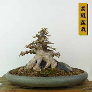 ~   14cm  ~ Acer JGf gt Εt JGf t Ϗܗp i i