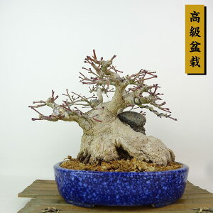 ~ gt  17cm ݂ ~ Acer palmatum ~W Εt JGf t Ϗܗp i i