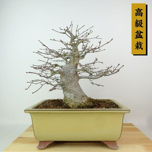 ~ gt  25cm ݂ ~ Acer palmatum ~W JGf t Ϗܗp i