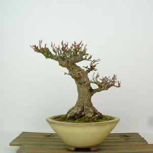 ~ gt  15cm ݂ ~ Acer palmatum ~W JGf t Ϗܗp i i