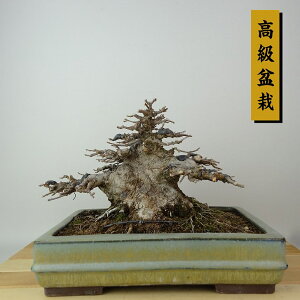 ~   14cm  ~ Acer JGf gt JGf t Ϗܗp i i