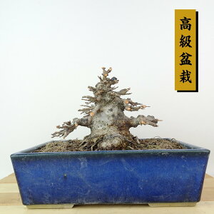~   11cm  ~ Acer JGf gt JGf t Ϗܗp i i