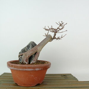 ~   15cm  Acer JGf Εt gt JGf t Ϗܗp i i 