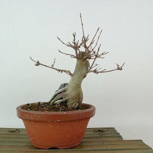 ~   15cm  Acer JGf Εt gt JGf t Ϗܗp i i 
