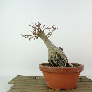 ~   14cm  Acer JGf Εt gt JGf t Ϗܗp i i 