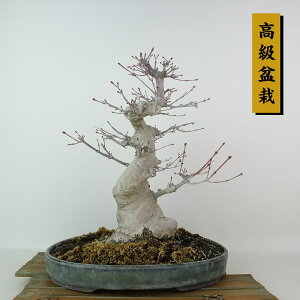 ~ gt  17cm ݂ ~ Acer palmatum ~W JGf t Ϗܗp i i