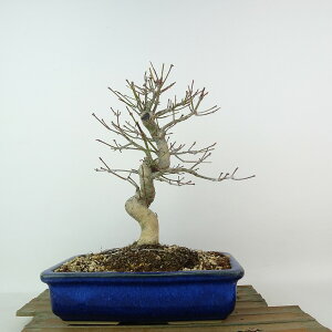 ~ gt  24cm ݂ Acer palmatum ~W JGf t Ϗܗp i 
