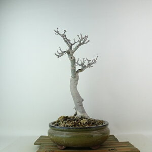 ~ gt q  33cm ݂ Acer palmatum ~W VVKV JGf t Ϗܗp i 