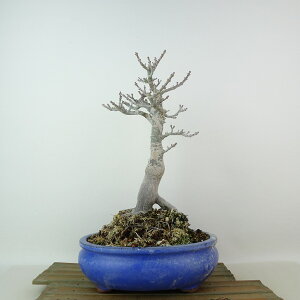 ~ gt q  27cm ݂ Acer palmatum ~W VVKV JGf t Ϗܗp i 