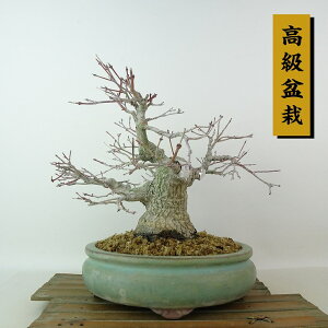 ~ gt  22cm ݂ ~ Acer palmatum ~W JGf t Ϗܗp i