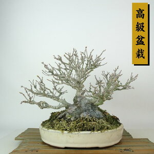 ~   19cm  ~ Acer JGf gt JGf t Ϗܗp i i