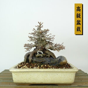 ~   12cm  ~ Acer JGf gt Εt JGf t Ϗܗp i i