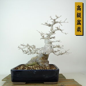 ~   22cm  ~ Acer JGf gt JGf t Ϗܗp i