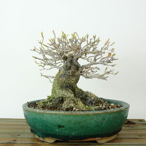 ~   11cm  Acer JGf gt JGf t Ϗܗp i i