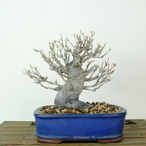 ~   12cm  Acer JGf gt JGf t Ϗܗp i i