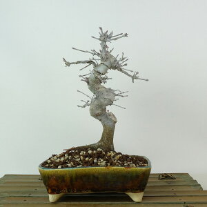 ~ gt  17cm ݂ Acer palmatum ~W JGf t Ϗܗp i i 