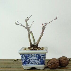 ~ gt  9cm ݂ Acer palmatum ~W JGf t Ϗܗp i i