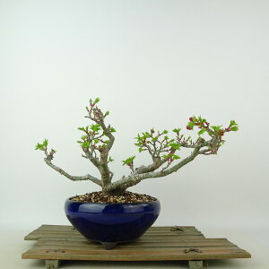 ~ gt q  14cm ݂ Acer palmatum ~W VVKV JGf t Ϗܗp i i