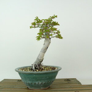 ~ gt q  16cm ݂ Acer palmatum ~W VVKV JGf t Ϗܗp i i 