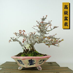 ~ gt  17cm ݂ ~ Acer palmatum ~W JGf t Ϗܗp i i