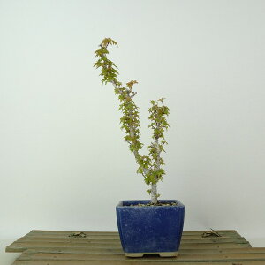 ~ gt ՕP  20cm ݂ Acer palmatum ~W JGf t Ϗܗp i i