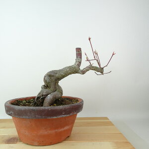 ~ gt r  14cm ݂ Acer palmatum ~W JGf t Ϗܗp i i