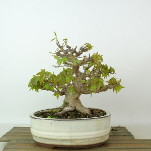 ~   16cm  Acer JGf gt JGf t Ϗܗp i i